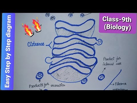 How to draw golgi apparatus? | Structure of golgi complex | Easy step by step diagram | Biology