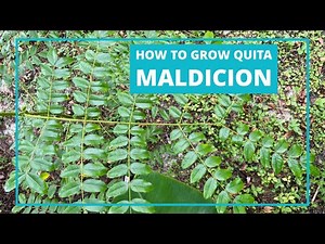 Germinating Quita Maldicion Seeds