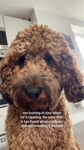 dudley.cockapoo on TikTok