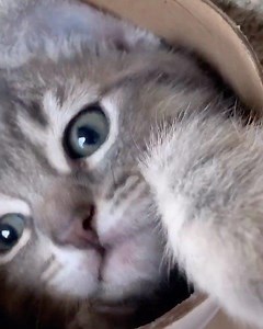 10K views · 252 reactions | So cute!!! #armtheanimals Video from loganajlouny on tik tok | Arm The Animals | Facebook