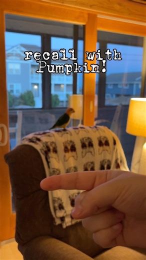 Such a good flier! #caique #caiqueparrot #petparrot #pettraining #parrotsofyoutube #birds #cutepets