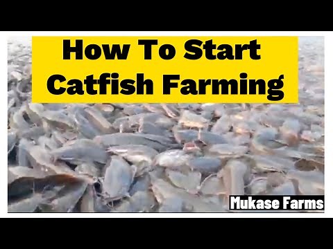 How To Start Catfish Farming/ A Lucrative Business And Rewarding Venture!!!
