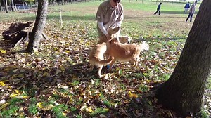 🐾🐶At Petland, we know pets! Stop in and socialize with some of our animals to see if one fits your lifestyle. Our Pet Counselors are dedicated to matching the right customer with the right pet and meeting the needs of both. If you don't find that special bond we thank you for spending time with our pets. Believe us, they loved it just as much as you did! Learn more about the pets in our store at buff.ly/3yIzul6. 🏡🧡 | Petland Bradenton