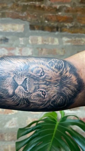 D on Instagram: "Lion and script for Jonathan, thank you @agelessartstattoo #explorepage #chicago #chicagotattooartist #fyp"