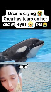 Orca is crying 😭 ccto' #highlights #friendlyᥫᩣシ #highlights2025 #fypシ゚viralシfypシ゚ #everyoneシ゚ #fypシviralシ2025 #followerseveryone #nonfollowersviewers #nonfollowersandviewers #highlightseveryonefollowers2025 #fypviral #fypシ゚ #highlightsシ゚ #highlighteveryone | Marissa Panugaling Tepacia