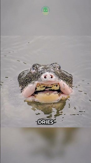 Turtle Without ARMOR 🐢 | Softshell Turtle