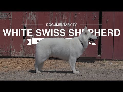 The Majestic Herding Traits of the White Swiss Shepherd