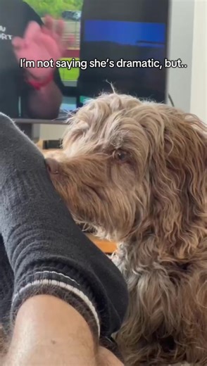 ThePawsOfPippa on TikTok