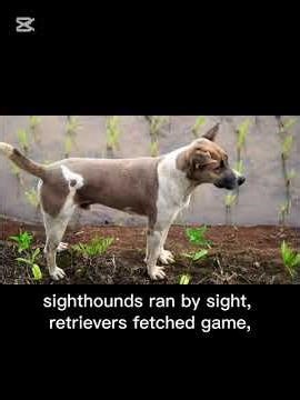 The Epic Story of Humans Hunting with Dogs: A Visual Journey Through History#facts #wildanimals#anim