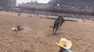 Cheyenne’s Finals were ugly for bareback star Cole Franks and hot bronc rider Riggin Smith. Franks’ horse bumped his nose then flipped on him, pinning the young Texan in the chutes. “I looked over at my free hand and just saw lots of blood and a flap of meat.” Riggin Smith bucked of and dislocated his shoulder. “By the time I got to the Justin Healer’s rig, I MOSTLY had it back in its socket.” Franks is out for another week — Smith’s back to having fun! #rodeo #rodeotok #surviving #cowboyshit #b
