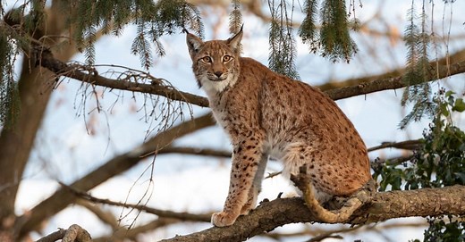 Eurasian Lynx