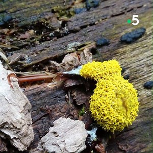 Connaissez-vous le blob ? 😮 👀 Caché dans les sous-bois, cet organisme sans cerveau, ni système nerveux a pourtant des capacités incroyables ! À découvrir dans Silence ça pousse sur france.tv ► bit.ly/SCP-blob | France tv nature