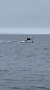 Back to back days of Killer Whales! Amazing encounters!! 🎥 : Naturalist Andrew B | Discovery Whale Watch
