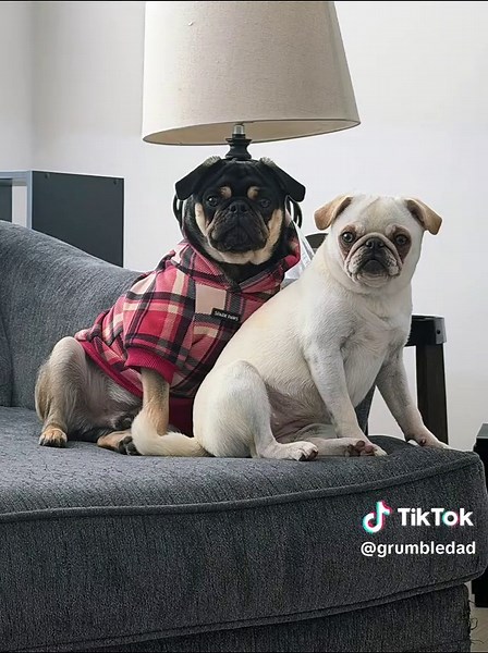 GrumbleDad (@grumbledad)’s videos with original sound - GrumbleDad