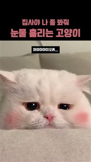 눈물흘리는 고양이 모음