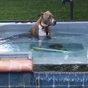 8.2M views · 113K shares | Just randomly chilling in a hot tub instagram.com/ari_the_pitty | It's A Pittie & Bully Thing | Facebook