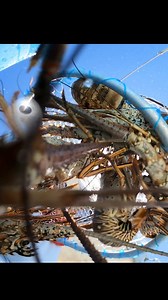 6.4K views · 77 reactions | Net full of lobsters! #lobsterfishing #lobster #pescasubmarina #freediving #fishing #ocean #spearfishing #buceo #mexico | Eliam Fishing Mx | Facebook