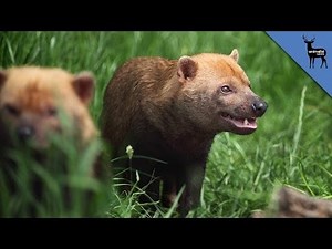 New photos show bush dogs are found throughout Panama