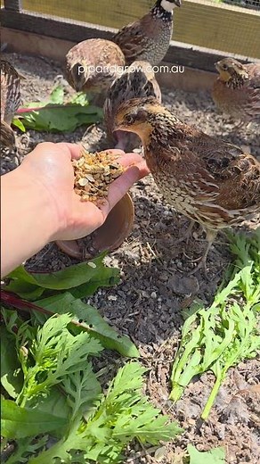 Bobwhite Quail habitat ‪@pipandgrowfarm‬