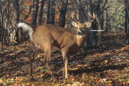 The Age When Bucks Grow Their Largest Antlers | Deer & Deer Hunting
