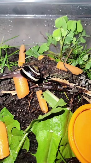 Aventure de Bob : adopter un escargot et créer un enclos parfait