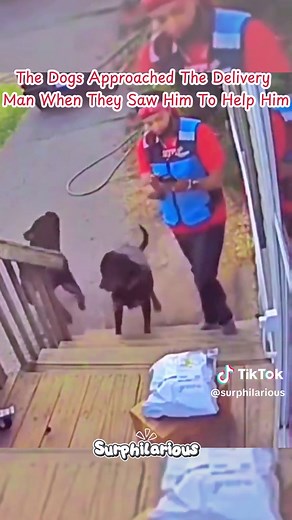 Dogs Help Delivery Man in Heartwarming Encounter