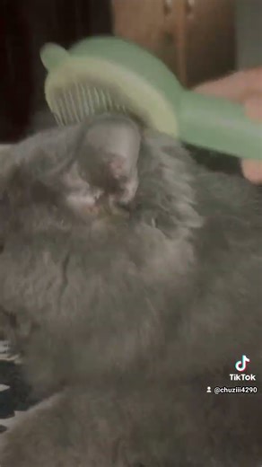 #cat #cute #studywithmeandmycat #ekmotahathighumechala #love