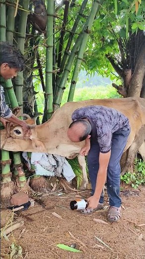 IV injection and IV infusion in jugular vein of a cow#intravenous calcium borogluconate in cattle