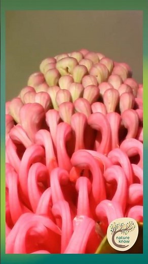 Macro Magic: Waratah flowers in Sunlight