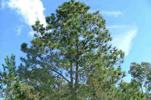 Pinus elliottii - Alchetron, The Free Social Encyclopedia