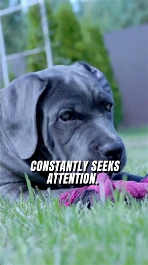 Why Cane Corsos are different from other dogs #canecorso #mastiff
