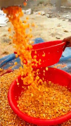 Machine-based corn-cracking skills.#fyp #everyone #technology #reels #youtubeshorts #viral .