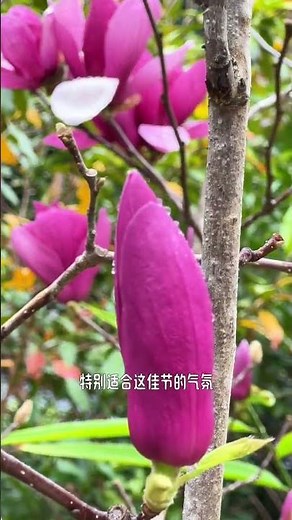 Early Spring's Majestic Purple Magnolia: A Must-See Flower Show