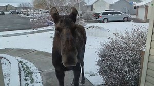 135K views · 3.8K reactions | MOOSE ON THE LOOSE: Thanks to Linda Deming for sending in this video of a moose running around and jumping fences in a Rexburg, Idaho neighborhood. Watch the video till the end and you see wildlife officials tranquilize the moose and carry it off. Send in your photos and videos here: nbcmontana.com/chimein | NBC Montana | Facebook