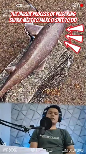 The Unique Process of Preparing Shark Meat to Make It Safe to Eat #shorts