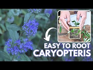 How to Propagate Caryopteris: From Cuttings to Rooted Plants