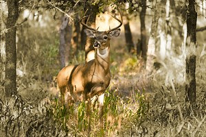 5 Best Whitetail Hunting States in the Southeastern U.S.