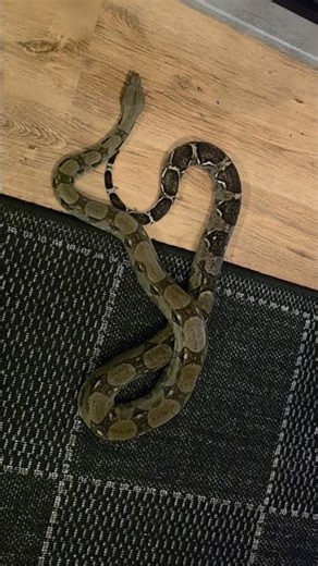 Meet Sandy, my Boa Imperator #wildlife #nature #snake #reptile