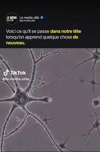 On croit que « apprendre » c'est juste stocker une info quelque part, comme un fichier sur un disque dur. Faux. À chaque nouvelle compétence, tes neurones tendent des ponts entre eux et renforcent leurs connexions. Ton cerveau se recâble. C'est ce qu'on appelle la neuroplasticité. Plus tu répètes un geste, une langue, un morceau de musique, plus ces connexions s'épaississent et deviennent rapides. C'est exactement pour ça qu'un truc impossible au jour 1 devient automatique au jour 30. Tu n'es pa