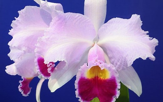 Todo sobre la FLOR de CATTLEYA |