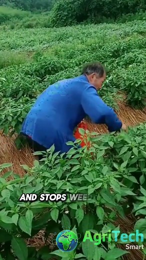 Why STRAW is the SECRET to Growing CHILI Plants | Smart Farming Method
