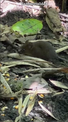 This is how cute field mice are🐭💕