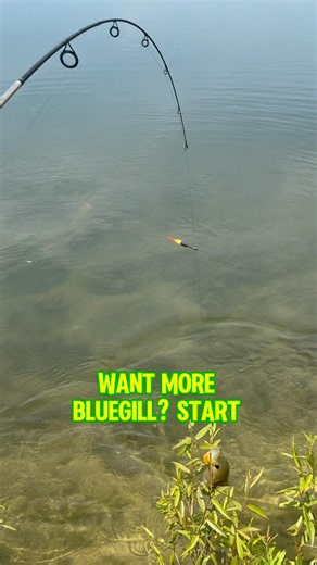 Bluegill Fishing TIPS And TRICKS!! 🎣🐟 #shorts #fishing