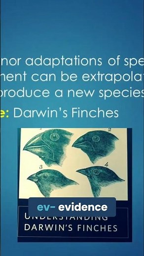 Evolutionary Tree: Tracing Life from Bacteria to Humans