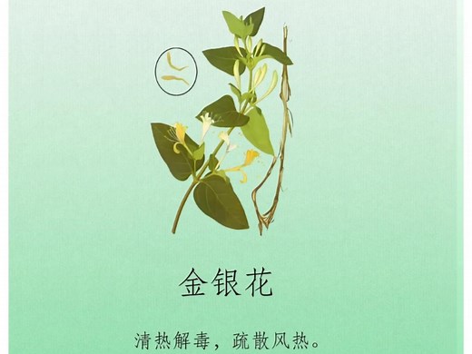 金银花：大自然的双色珍宝