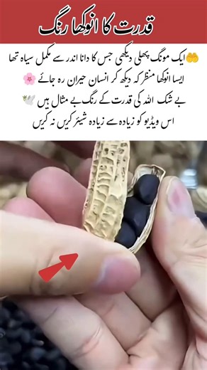 Nature’s Unique Color Surprise 🥜✨ #trending #viralvideos #shortsfeed #islamicvideo #shorts #video