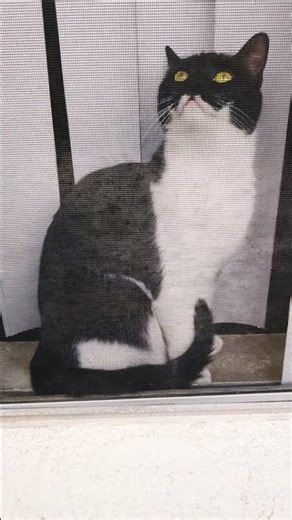 Daisy Window Watching Kitten