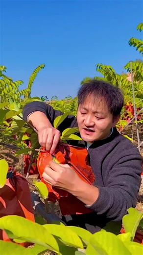 The Benefits of Fruit Farming and Fresh Eating