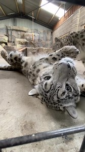 🤍🖤**International Snow Leopard Day**🤍🖤 Check out our gorgeous girls and listen to the gorgeous noises that they make. Karli and Nieva are our 3 year old sisters and they are ambassadors for their species as well as the Snow Leopard Trust. The Snow Leopard Trust carries out amazing work in the wild habitats where snow leopards originate, where there are no more than 6,000 of these cats left in the wild. We support the long-term range studies being carried out in Mongolia, helping to track and