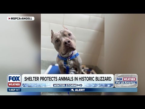 Massachusetts Animal Shelter Protects Vulnerable Pets Amid Power Outages After Historic Blizzard